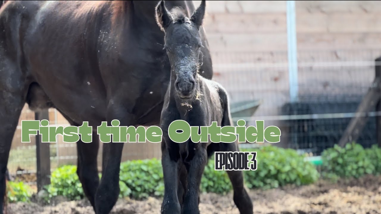 Foal’s first time Outside { Ava’s Diaries} | Ella & Horses