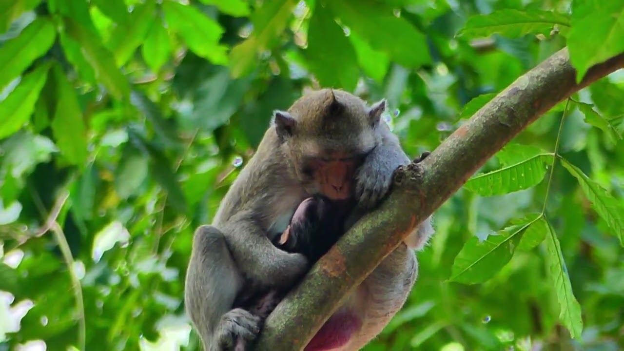 Jazzy monkey take time for her health relaxes on this tree,