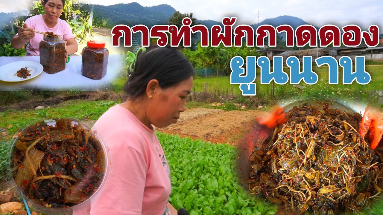 การทำผักกาดดองยูนนาน แบบบ้านๆ ใช้เวลาทำครึ่งเดือน เปรี้ยวอมหวานนิดๆ ผักกาดดอย ผักกาดดองโบราณ