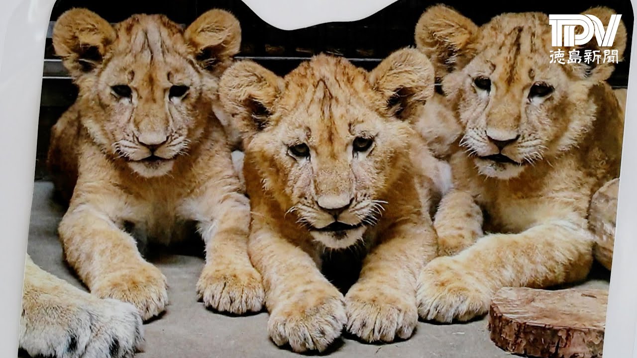 とくしま動物園ライオン日記【2023年1月30日】