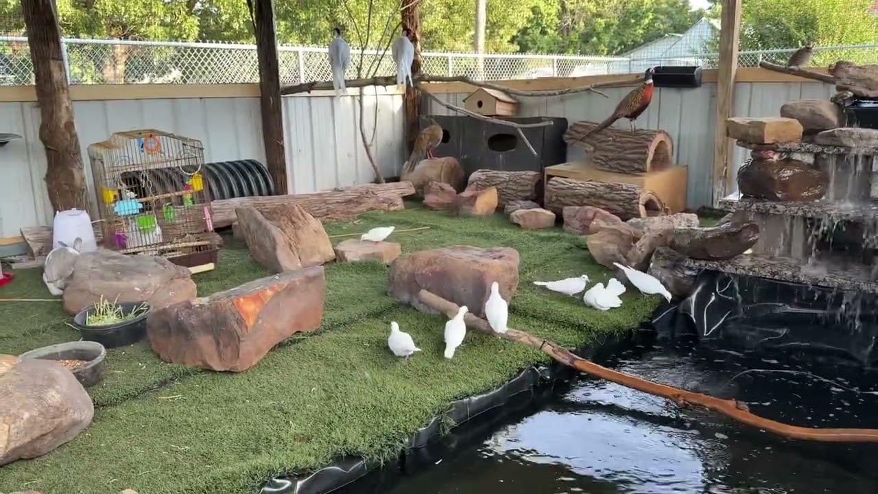 Doves pheasants quail rabbits fish 2025