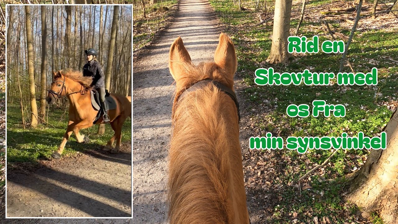En skovtur filmet med GoPro