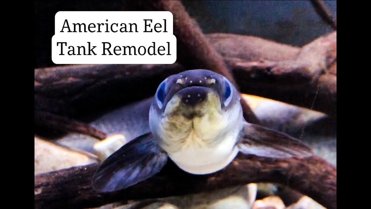 Tank Remodel - 2.5 foot long American Eel
