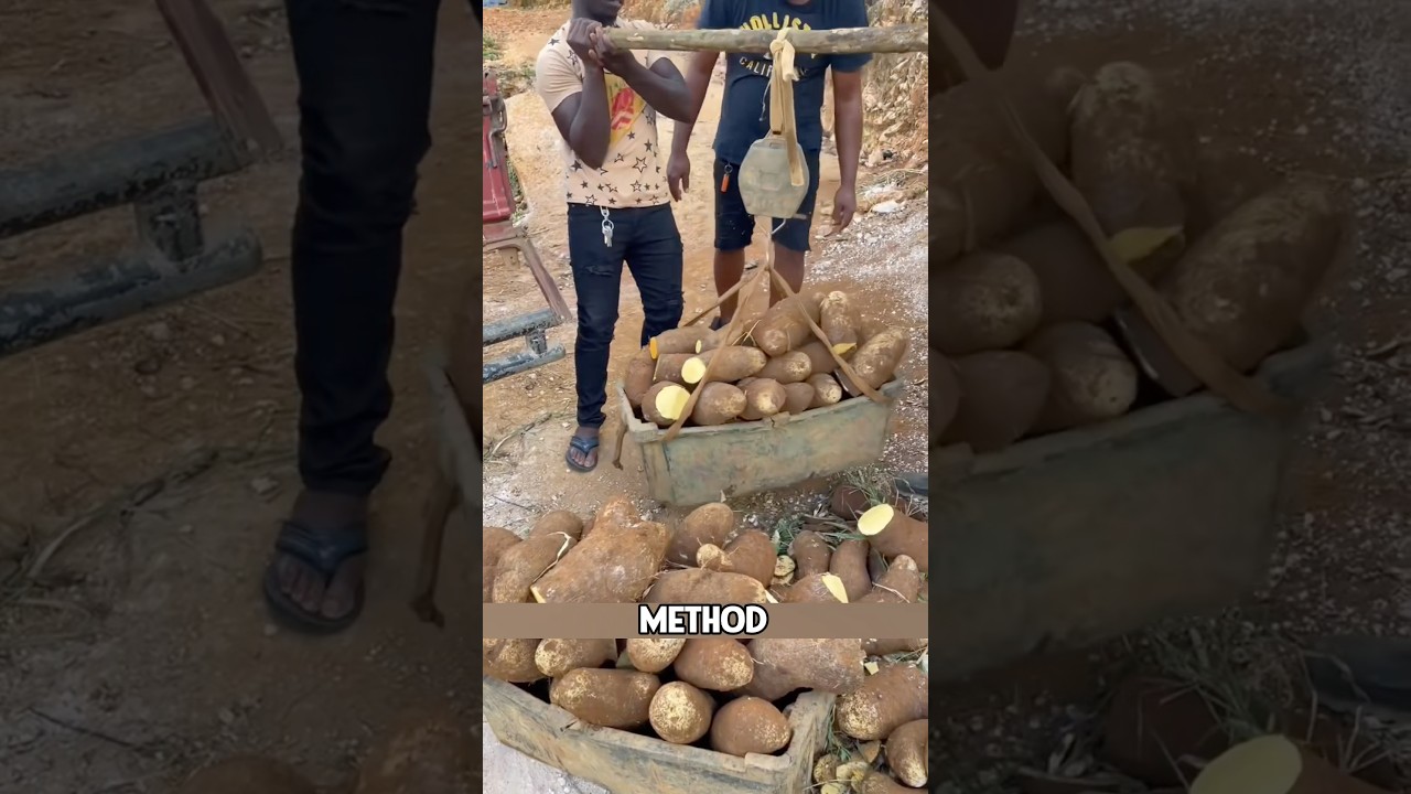 This is Nigeria in Africa, where locals are growing yams using a unique method!