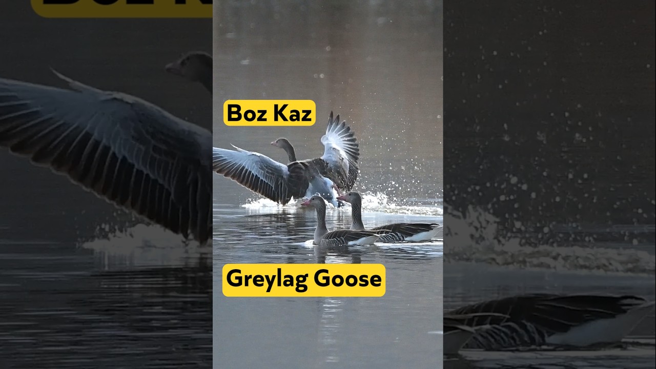Boz Kaz | Greylag Goose | Konya | Nikon z6 ii | T&uuml;rkiyenin Kuşları