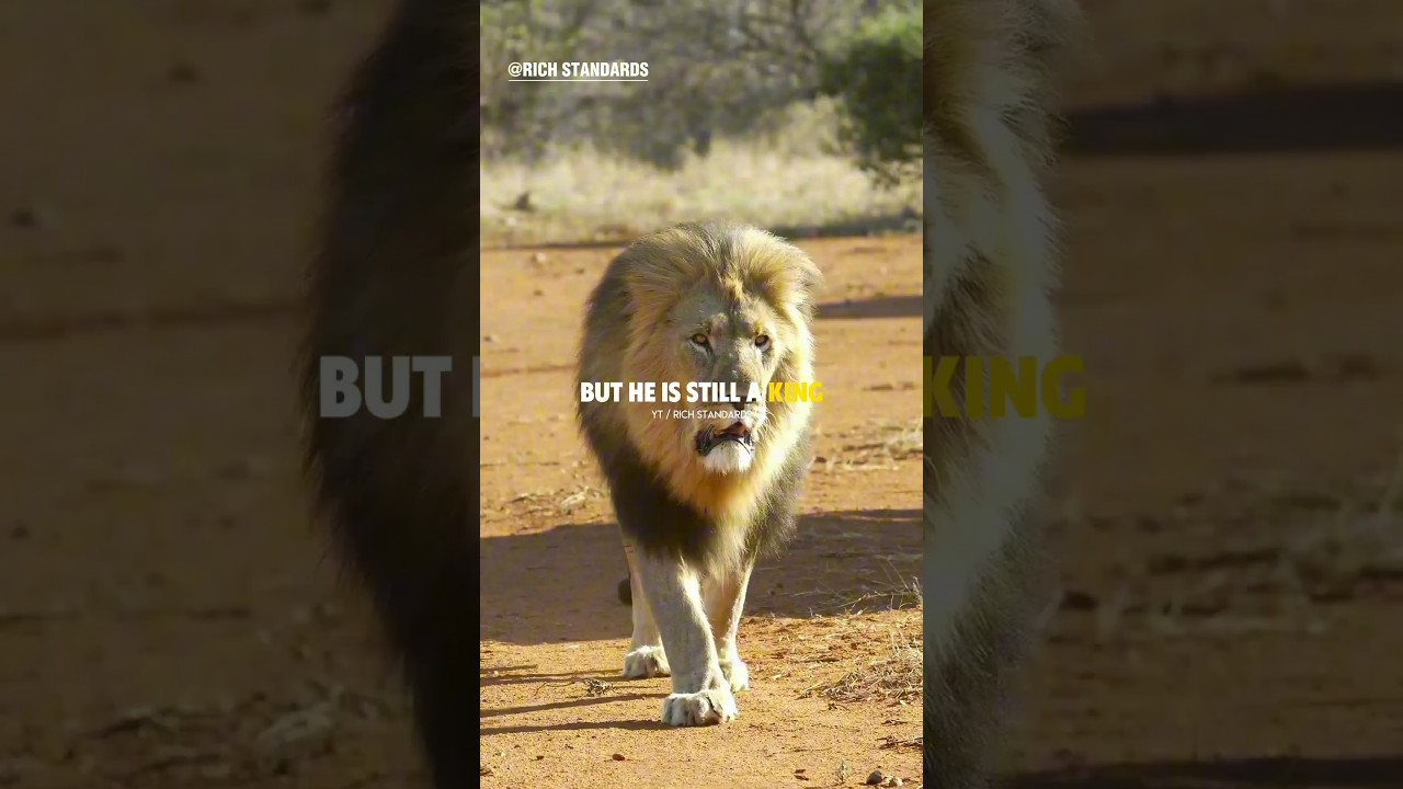 Sigma Rule😎🔥~ A LION IS STILL A KING🔥 #richstandards #motivation #shorts #lion