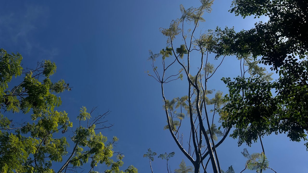 ASMR in a Peaceful Garden