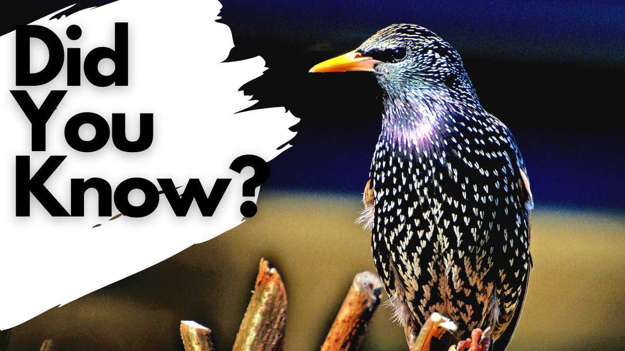 Что вам нужно знать о STARLINGS!