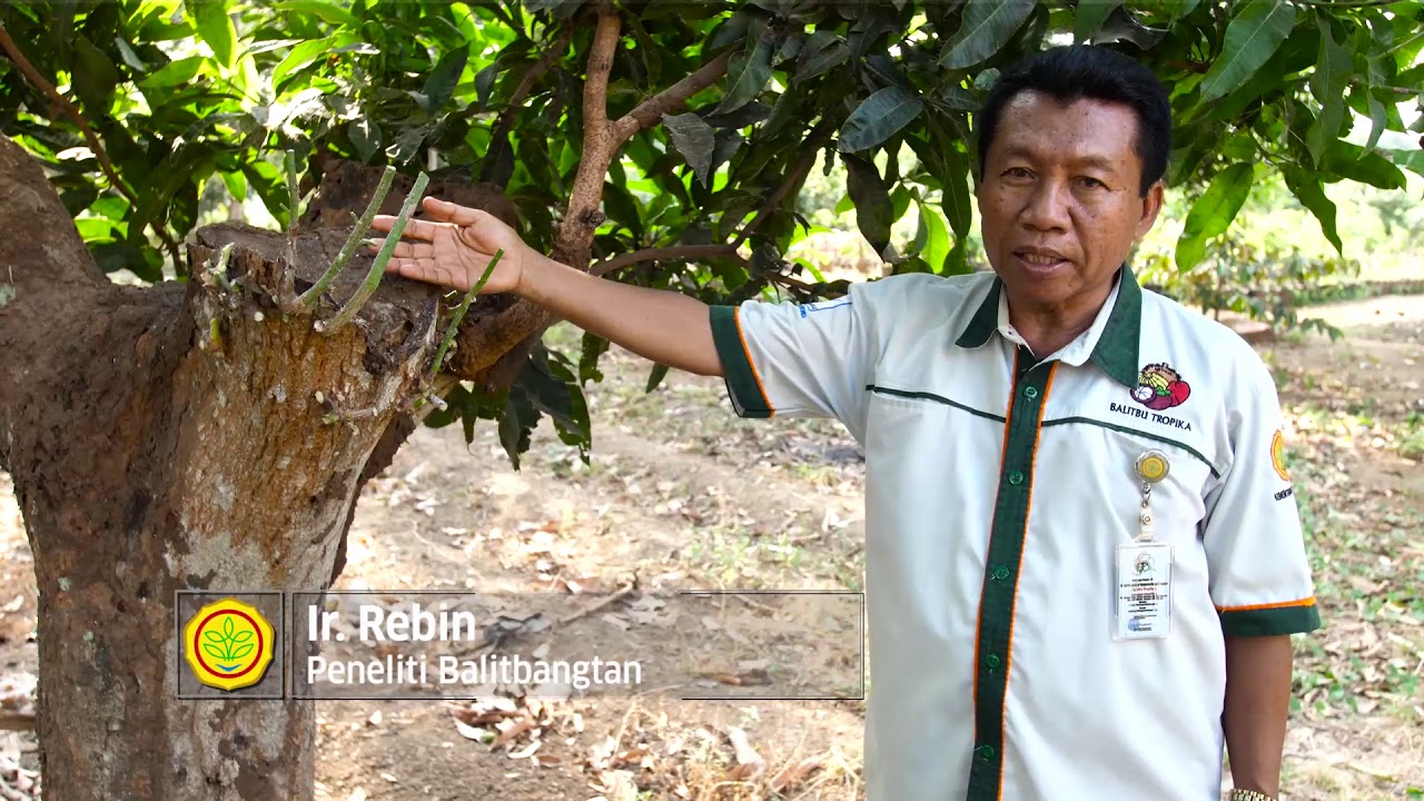 Mengenal Teknologi Perbenihan Mangga