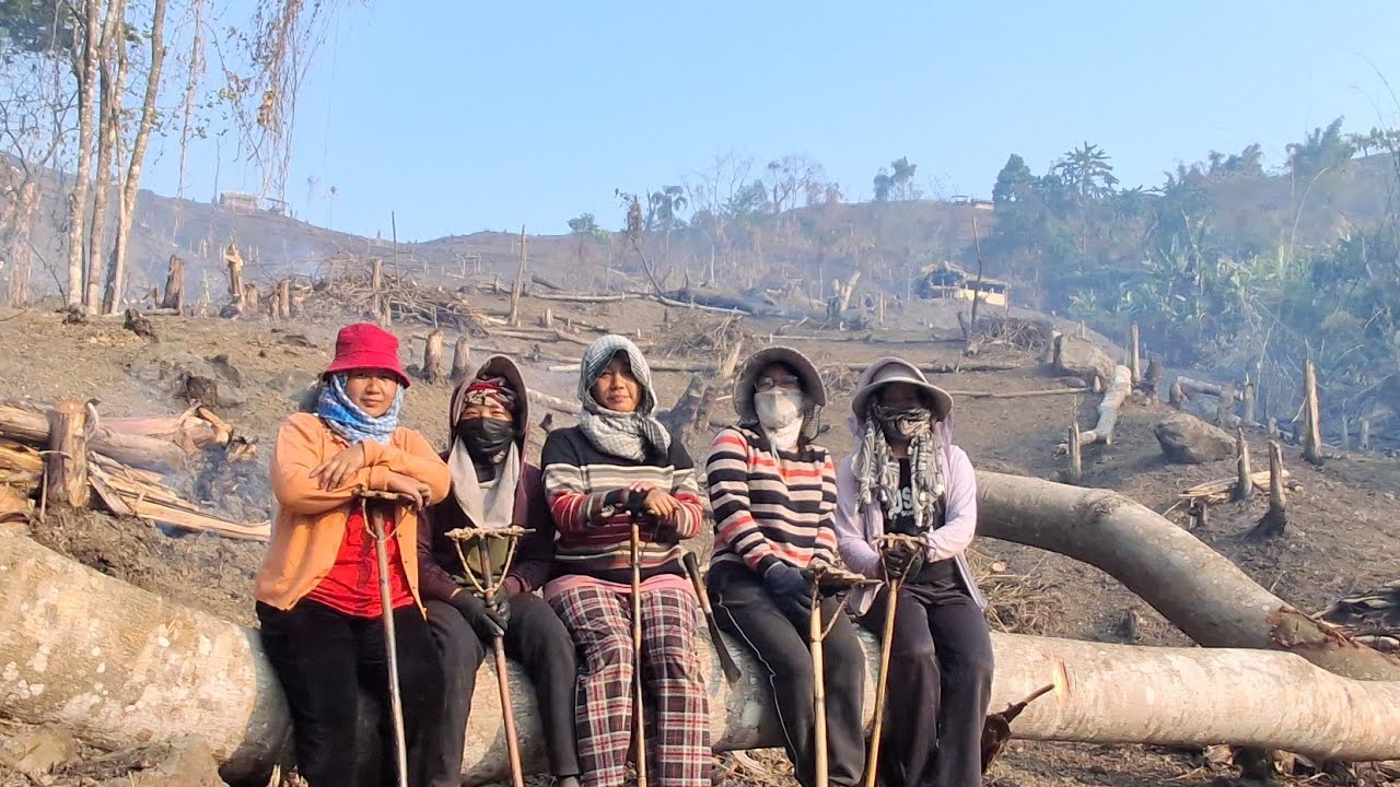 ASU CLEANING NEWLY CULTIVATED PADDY FIELD IN AID OF FUND RAISE | SHIFTING CULTIVATION|