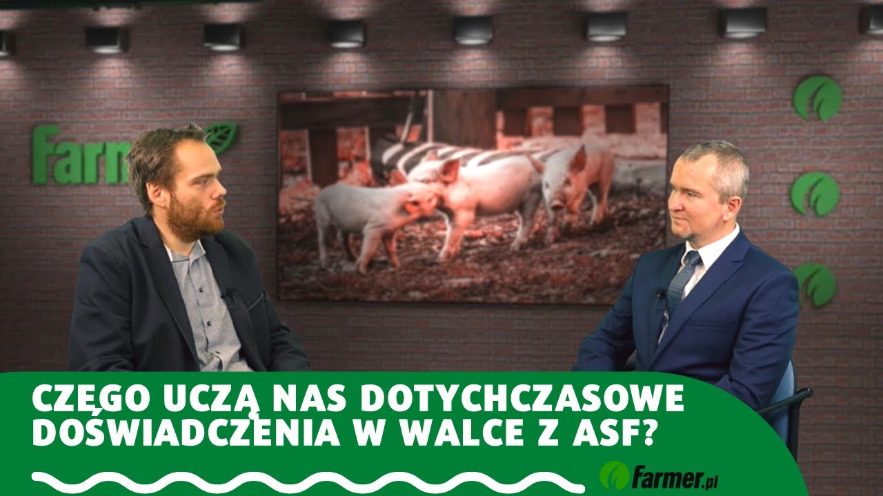 Czego uczą nas dotychczasowe doświadczenia w walce z ASF?  |  Farmer.pl
