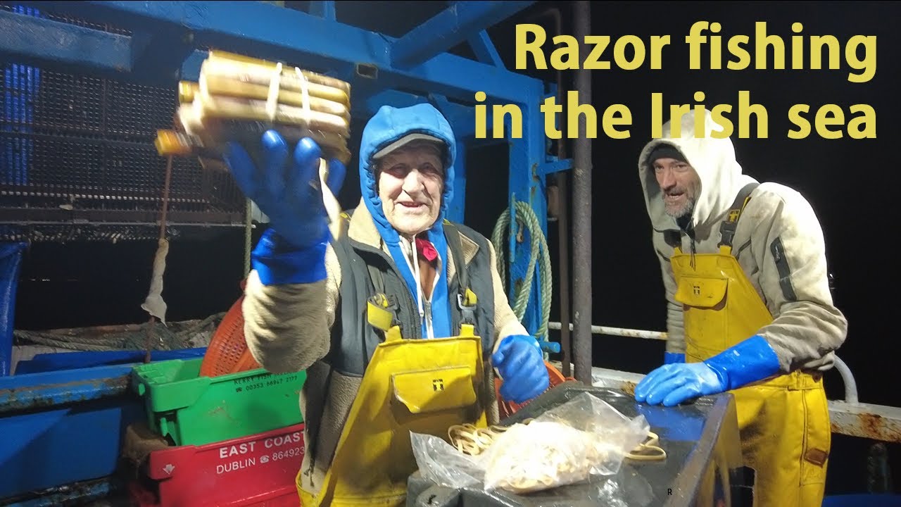 Razor fishing in the Irish sea