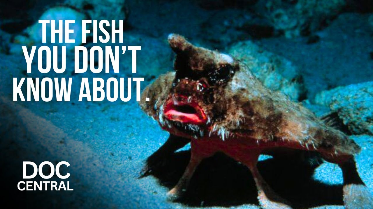 The Strangest and Most Exotic Sea Life In The World Lives Here! | Ocean Documentary