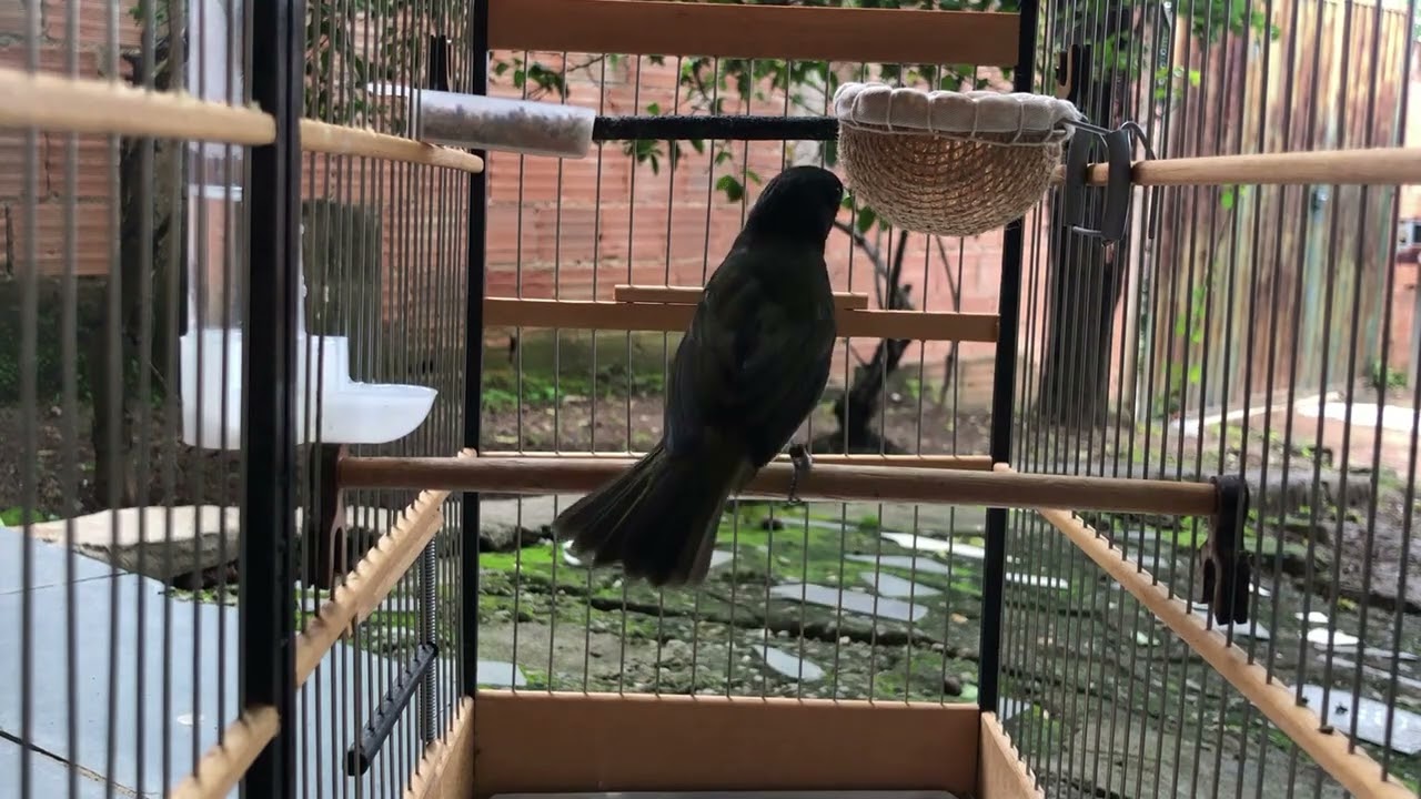PAPA CAPIM TUI TUI ZERO ZERO TUI TUI LINDO DE SE VER 1