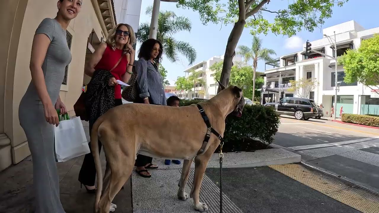 Cash 2.0 Great Dane on Rodeo Drive in Beverly Hills 86