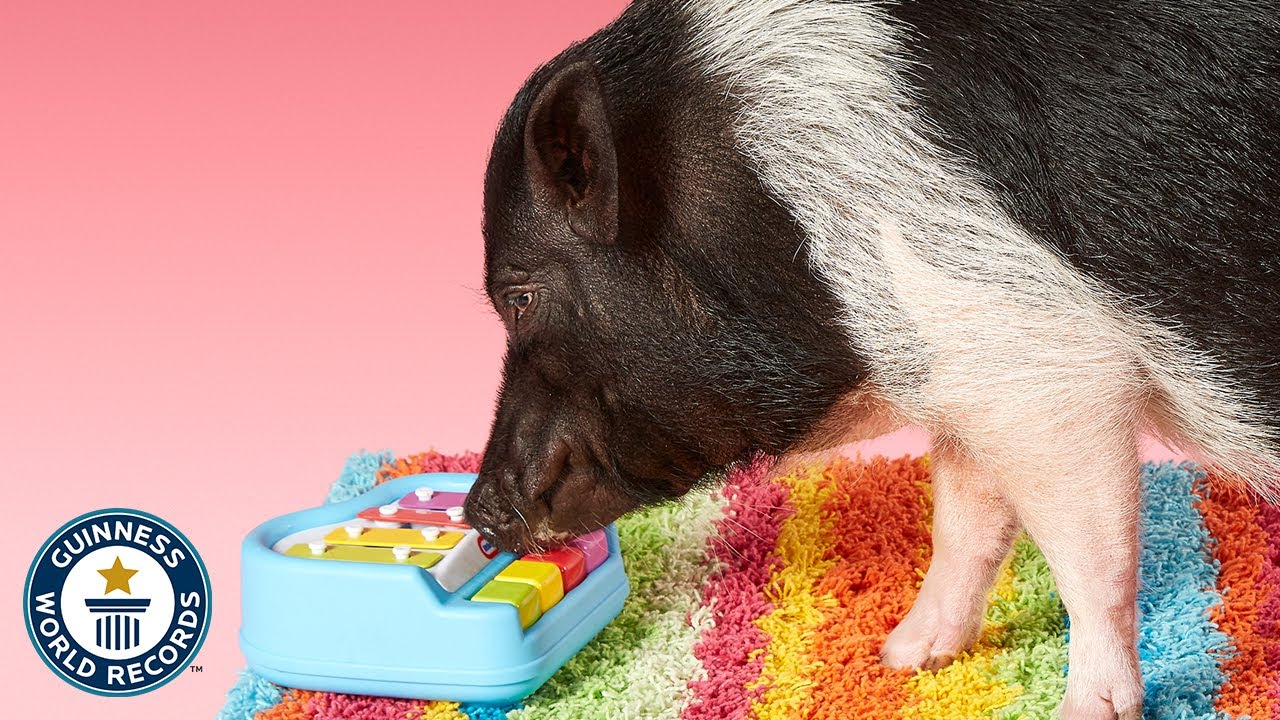 Most tricks by a pig | Joy - Guinness World Records