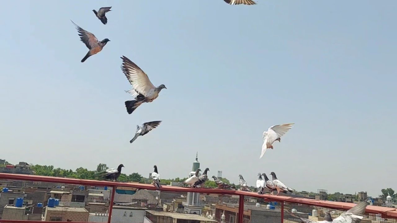 Baby Pigeon Ki Phirat | Hashim Mahmood Pigeons