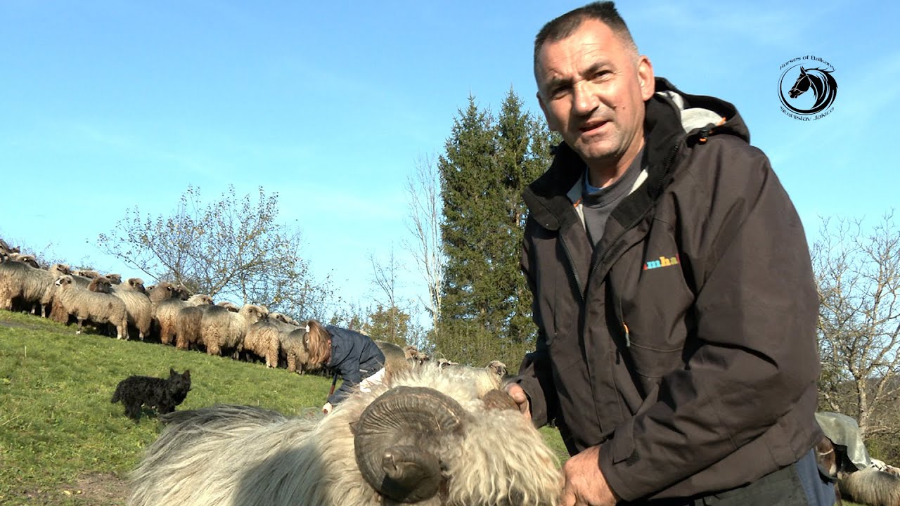 -Vlašićka ovca je kao dobra žena željna provoda nikad ne voli biti na jednom mjestu -