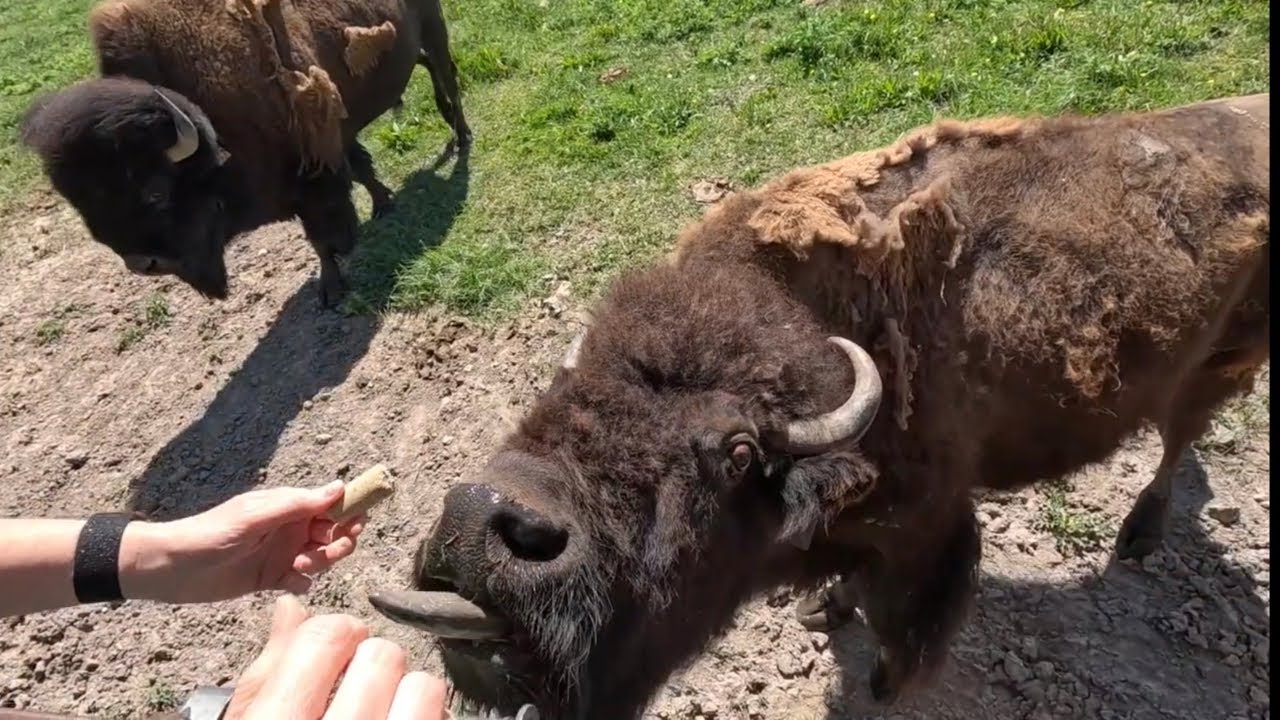 Bison Feeding Frenzy at Terry Bison Ranch