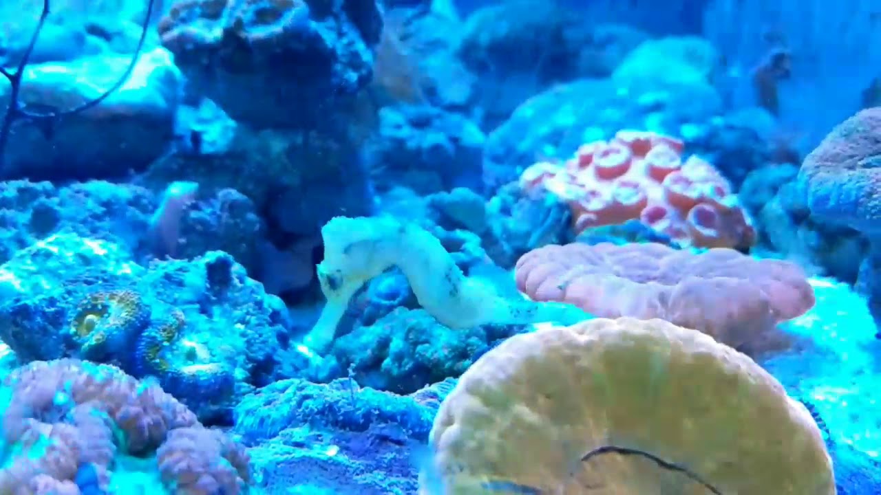 [eRybka.pl] Hippocampus reidi