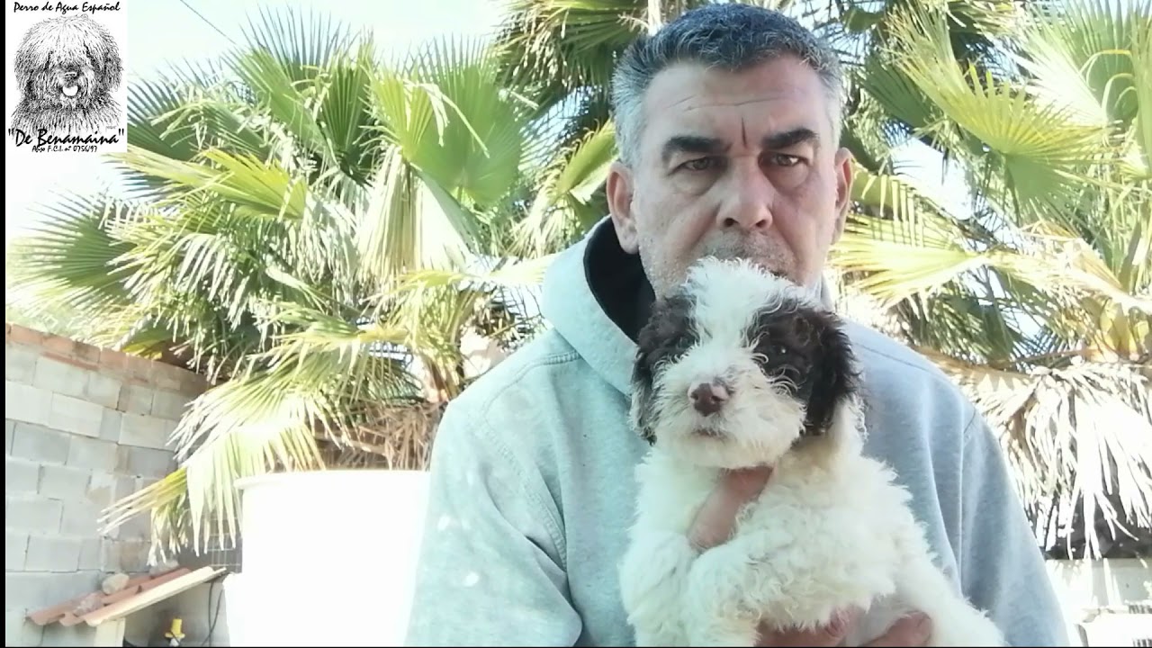 Perro de agua español de Benamaina - Camada P-4