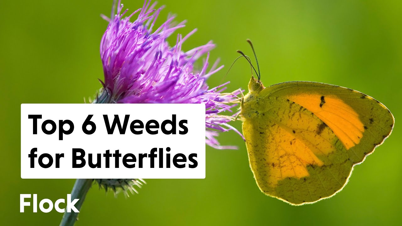 6 WEEDS That 20+  BUTTERFLIES & MOTHS Use as HOST PLANTS &mdash;&nbsp;Ep. 268