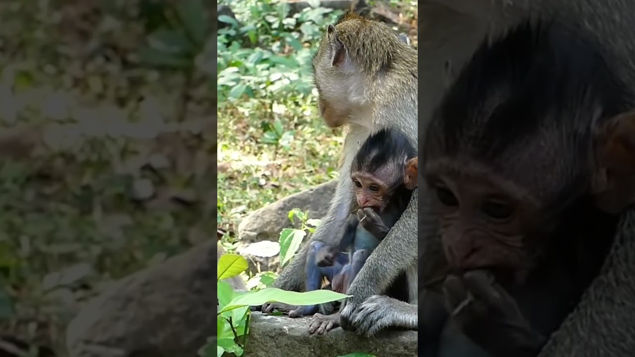 Poor little monkey, Wildlife monkey #monkey #animal #fyp #love #foryou #foryoupage #video #fb #reels