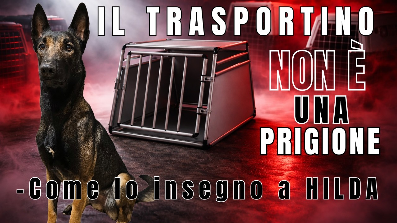 IL TRASPORTINO NON È UNA PRIGIONE - Come lo insegno a Hilda
