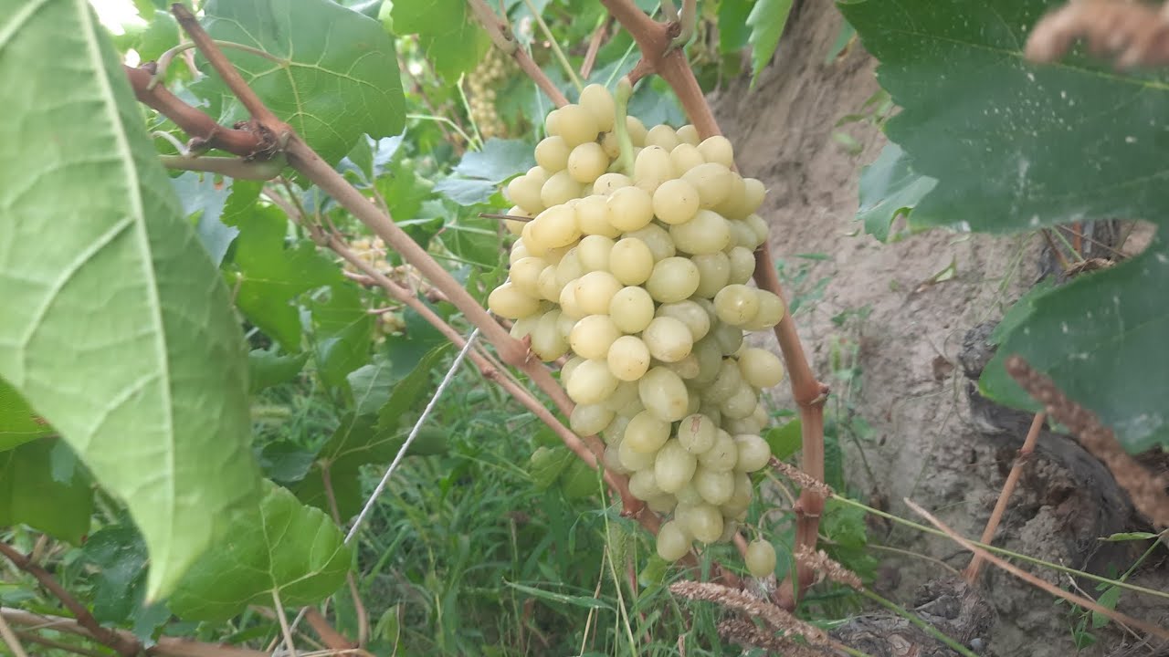 Grapes garden in Quetta انگور کا باغ کوئٹہ میں ز Ikj Gardens