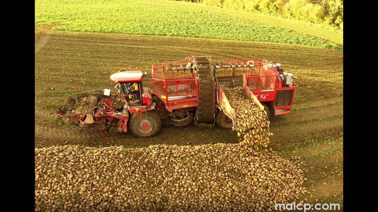 Holmer Terra Dos T4-40 sugar beet harvester near Bredfield in Suffolk - Part 1