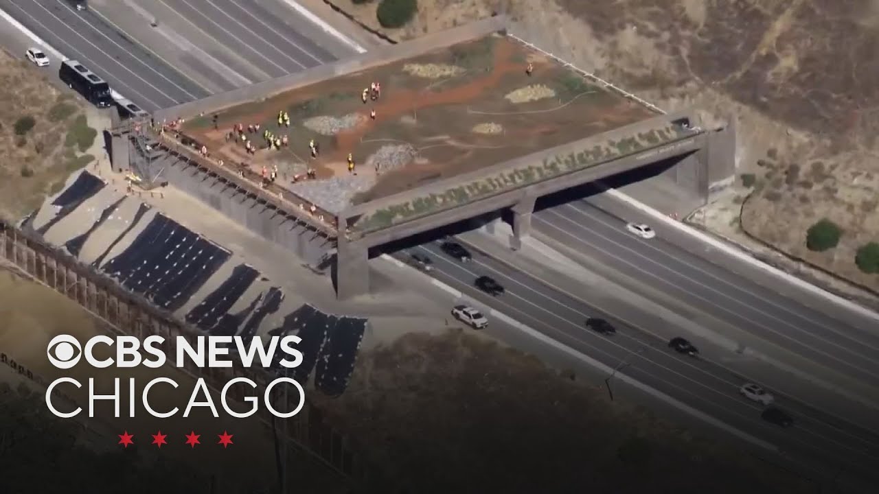 First permanent plants put in world's largest wildlife crossing spanning California's 101 freeway