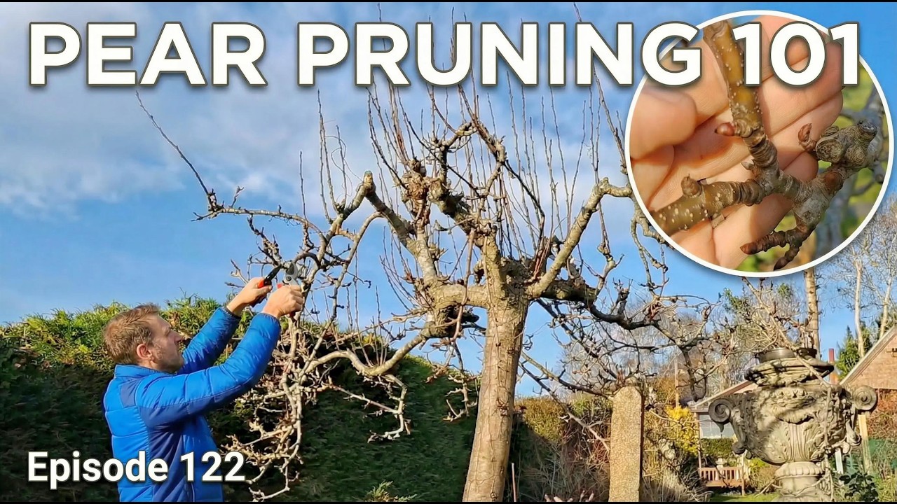 How to Prune a Pear Tree for Better Fruit & Easier Harvest