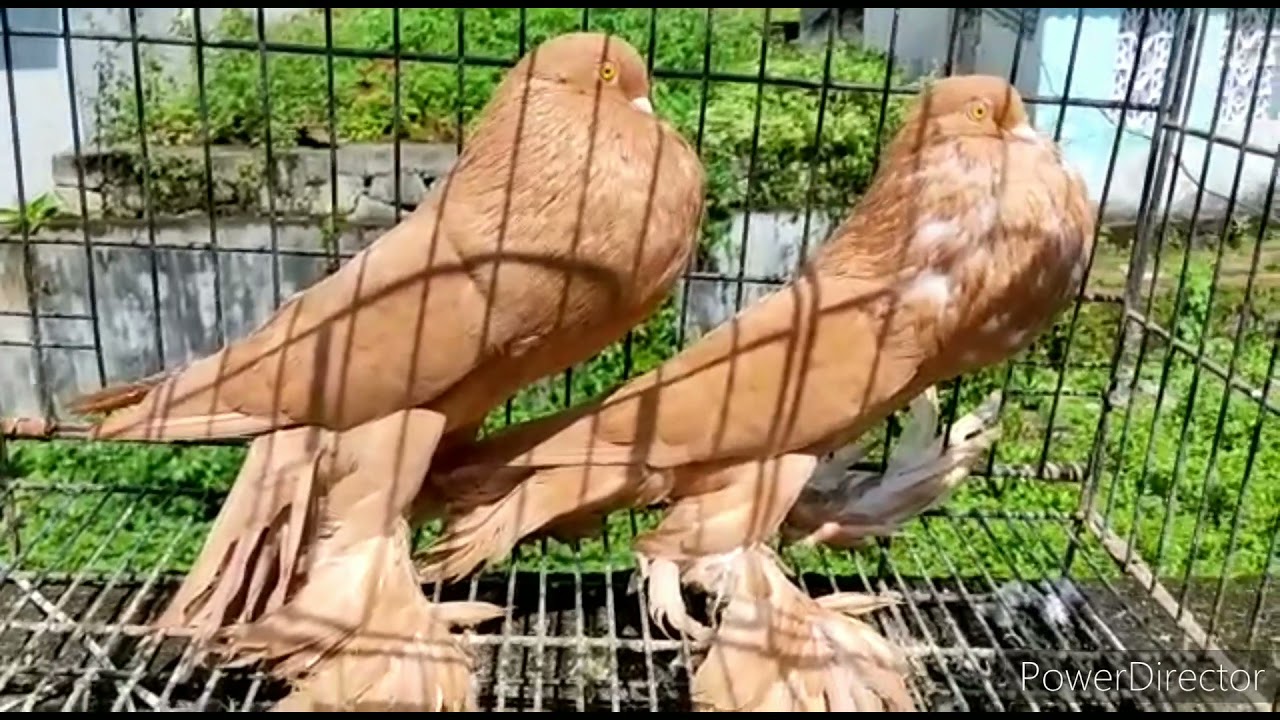 Yellow & Black Pomeranian Pouter Pigeons