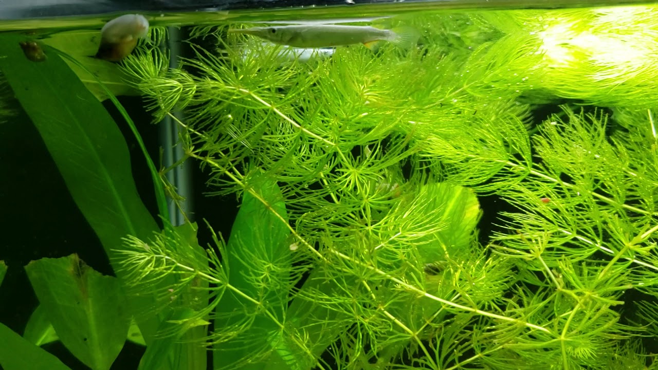 Platinum Halfbeak Tank
