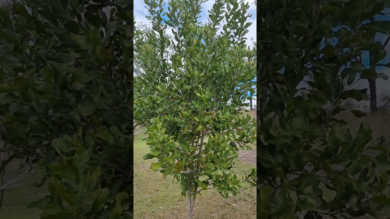 macadamia tree