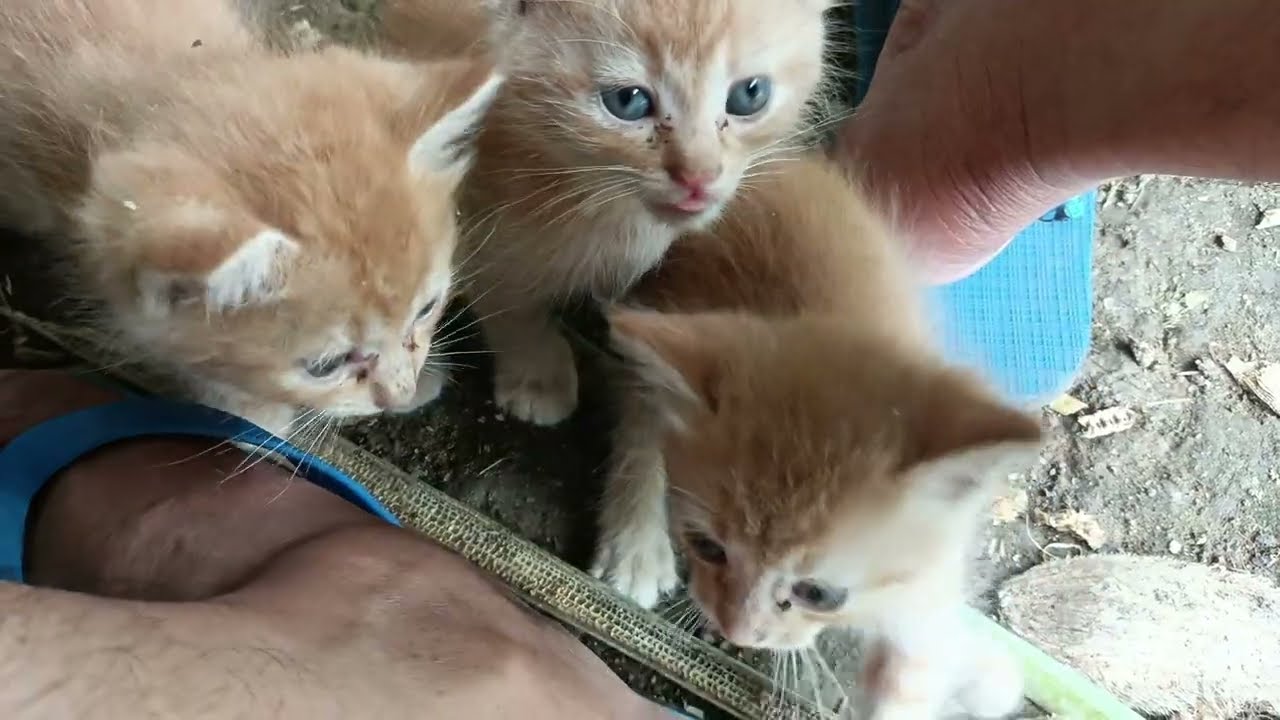 These 3 Kittens Were Crying for Their Mother. Finally, I Tried to Comfort Them