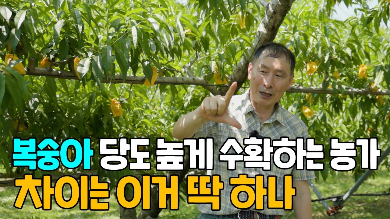 복숭아 당도 높게 수확하는 농가 차이는 이거 딱하나