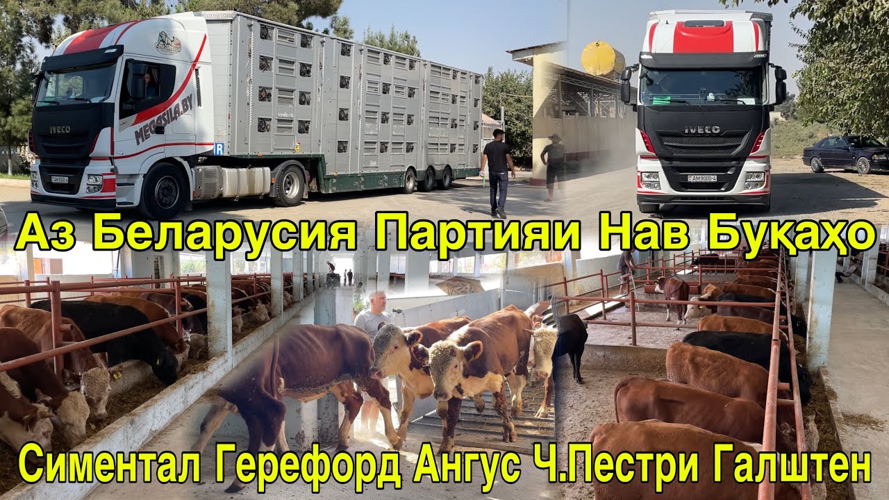 ФЕРМАИ САОДАТ ХУРОСОН АЗ БЕЛАРУСИЯ ПАРТИЯИ КАЛОН БУҚАҲОИ ЗОТИ ГУШТИ ОМАД 11 сентября 2025 г.