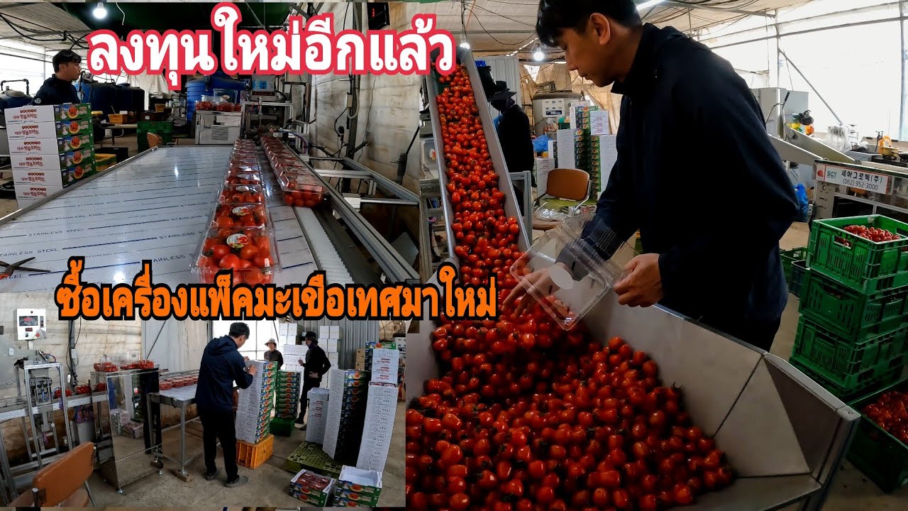 เทดลองเครื่องแพ็คมะเขือเทศที่ชื้อมาใหม่ไฉไลกว่าเก่า24 กุมภาพันธ์ ค.ศ. 2026