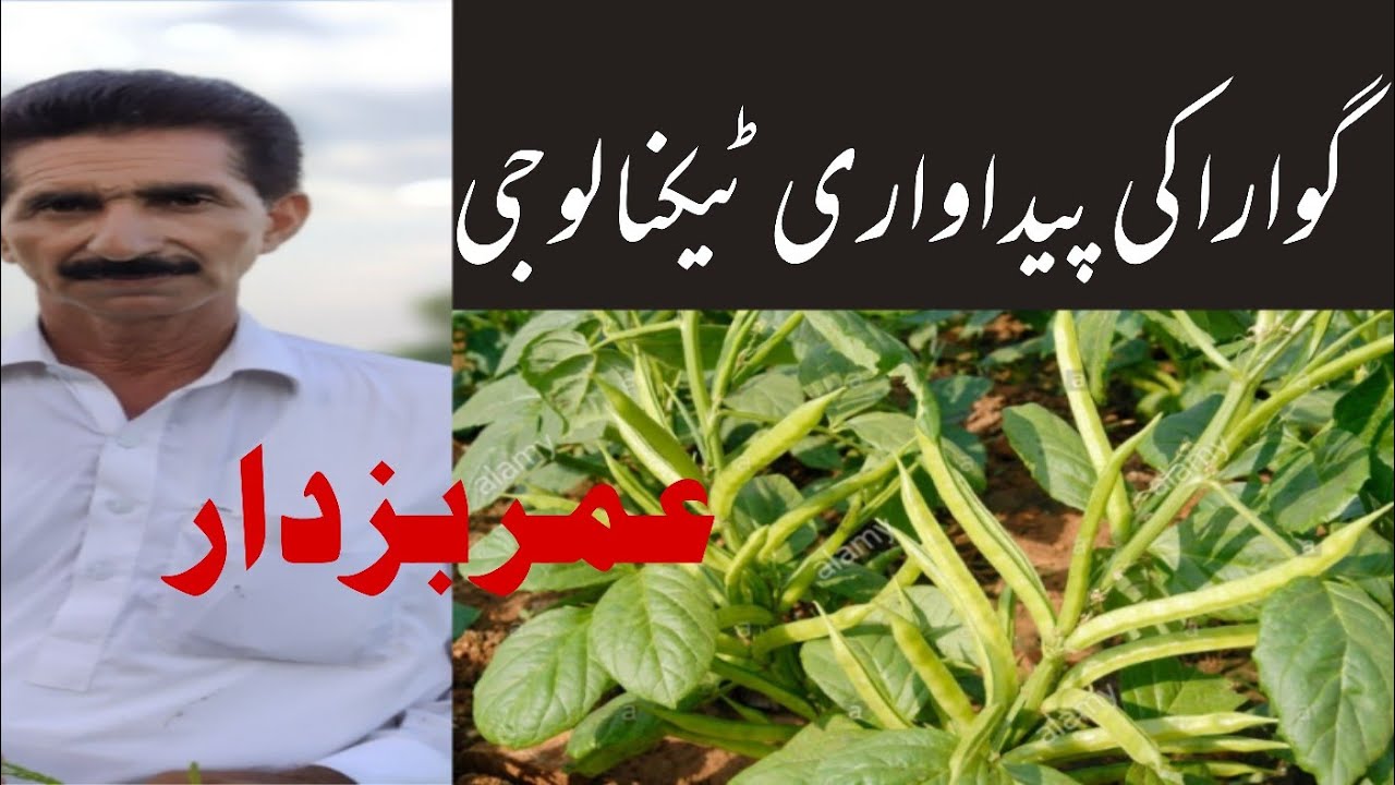 Production Technology Of Cluster Bean ( Guara) | Umer Buzdar