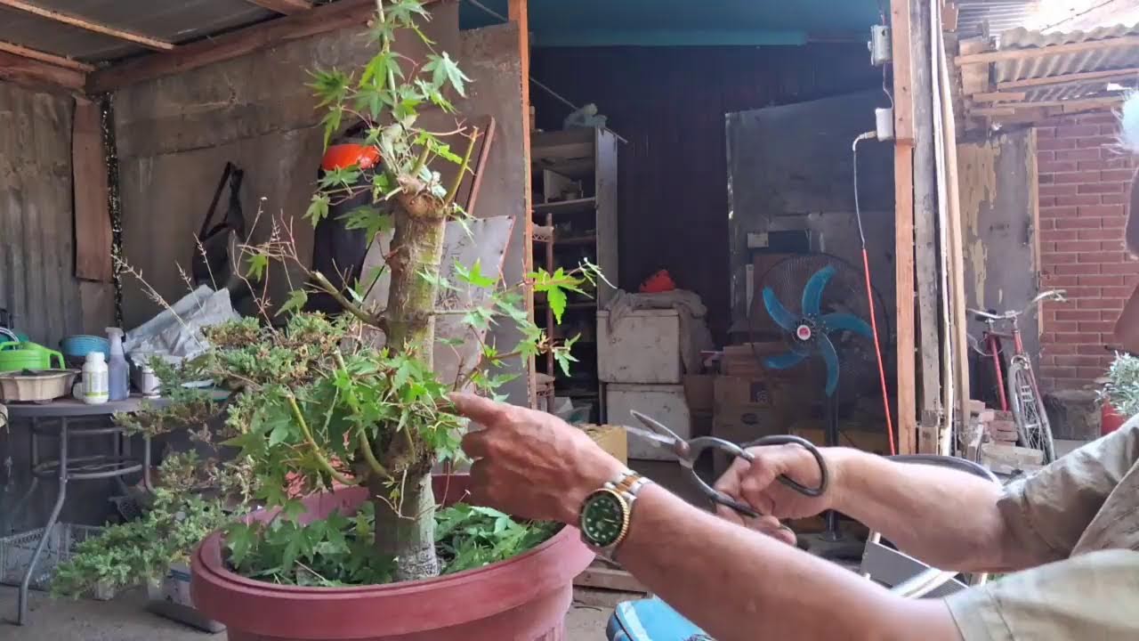 Clase de poda de Arce en verano