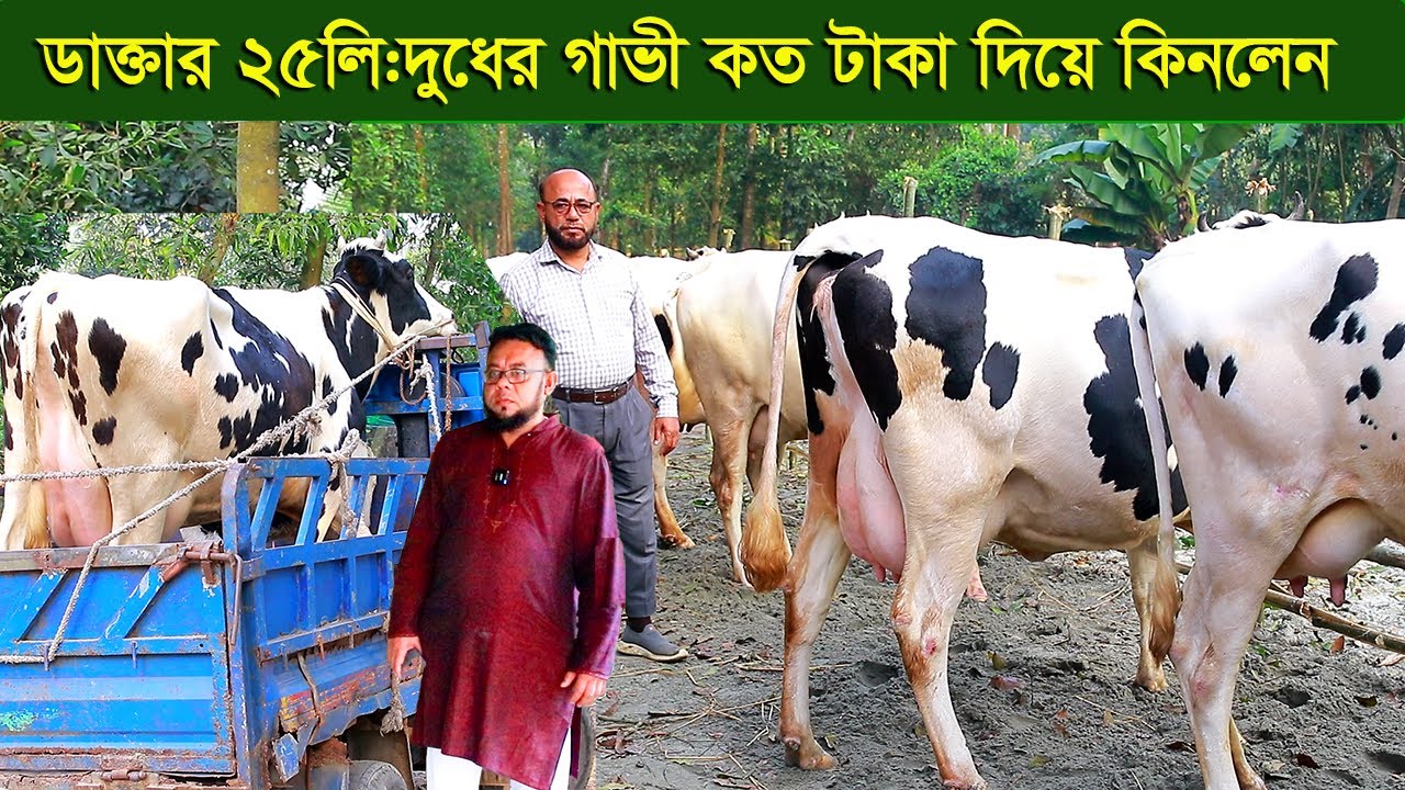 বিশাল খামার থেকে ডাক্তার ২৫লিটার দুধের গাভী কত দিয়ে কিনলেন dairy farm