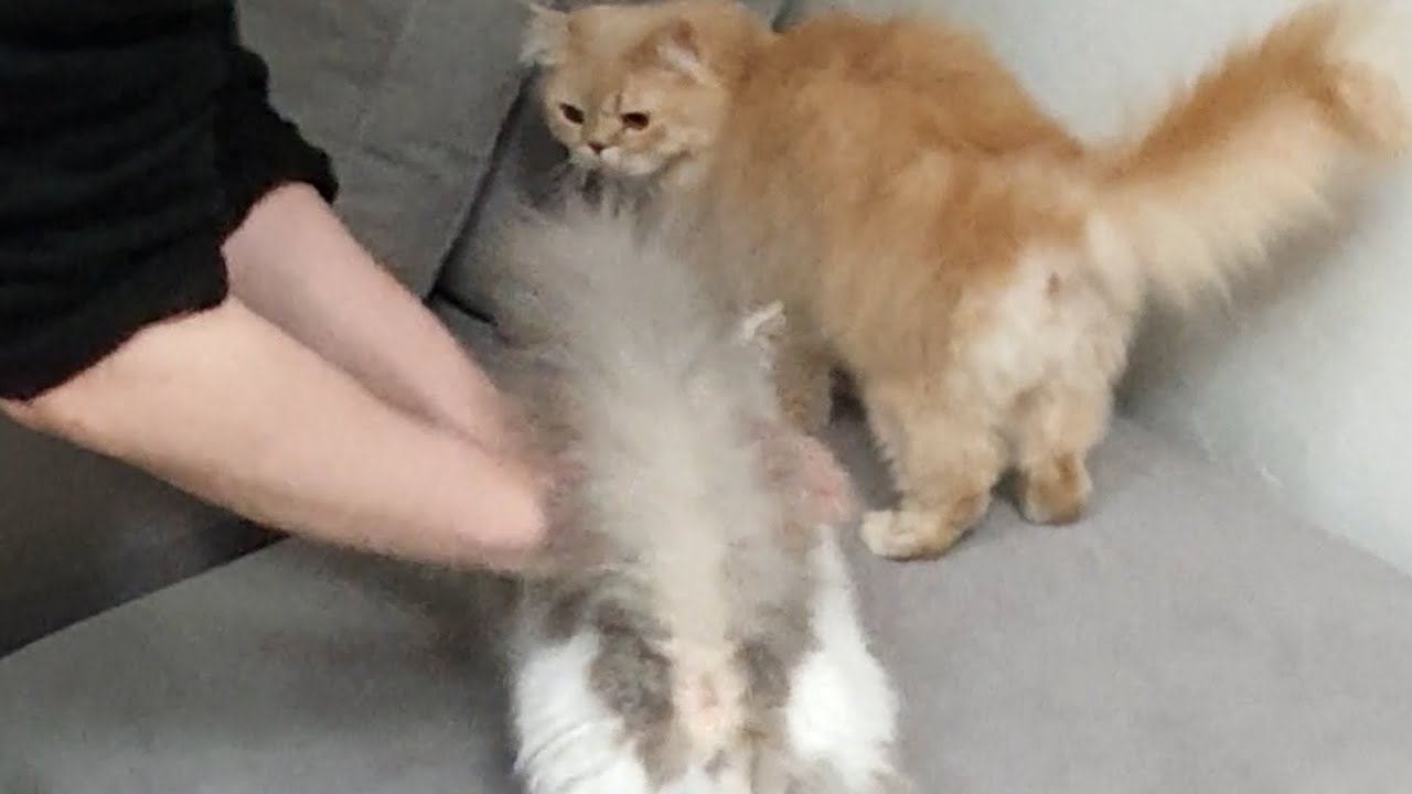 Cat Trilling RrrrrraaaAAauuuu sadly