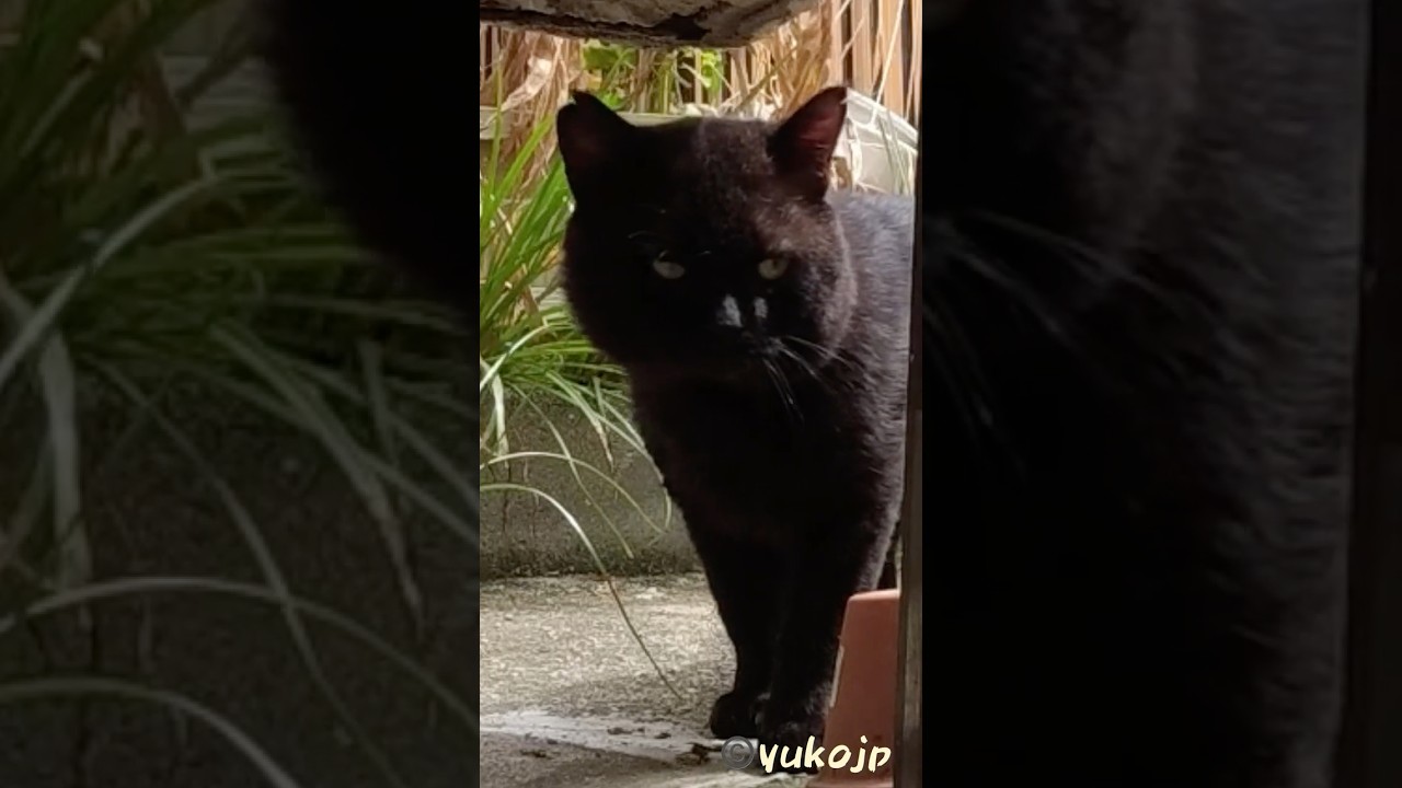 なかなか来ない　野良猫やまと君　lucky Black stray CAT　