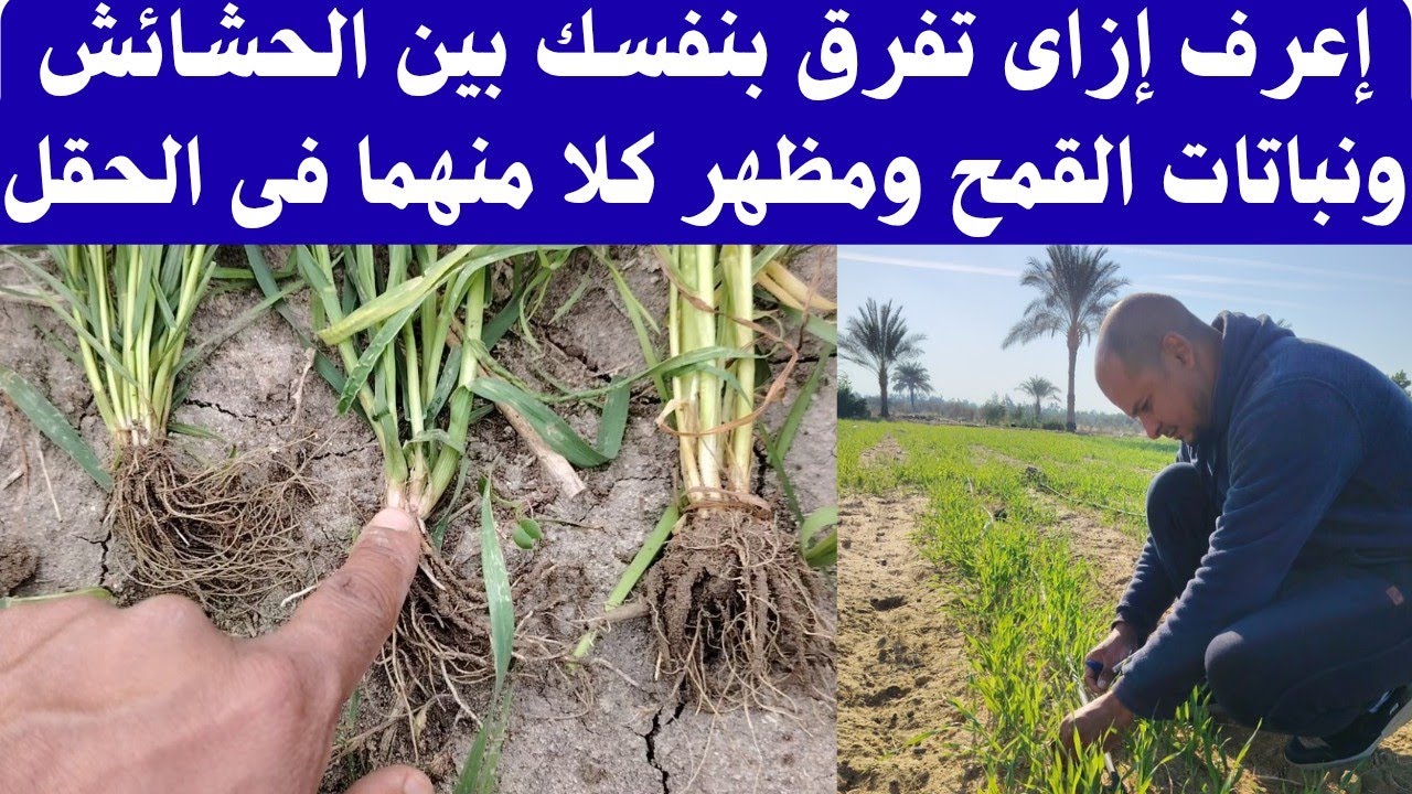 #إعرف إزاى تفرق بنفسك بين الحشائش ونباتات القمح بكل بساطه#اكسبلور #farming #agriculture #ترند #زراعة