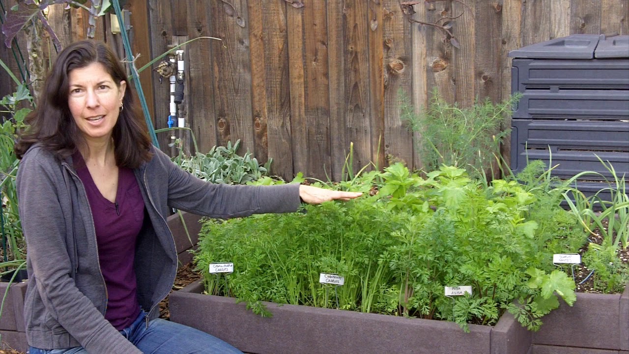 How to Thin Seedlings