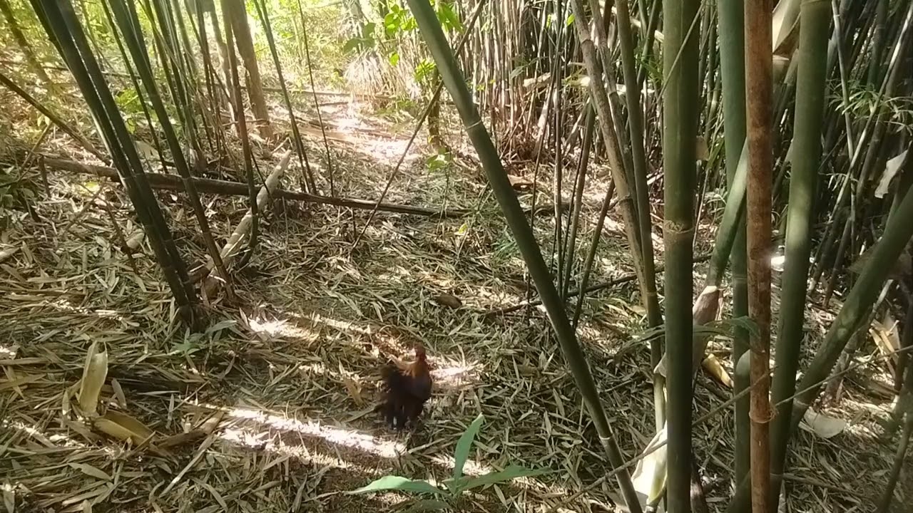 Mồi chơi quá hay Clíp đá đẹp
