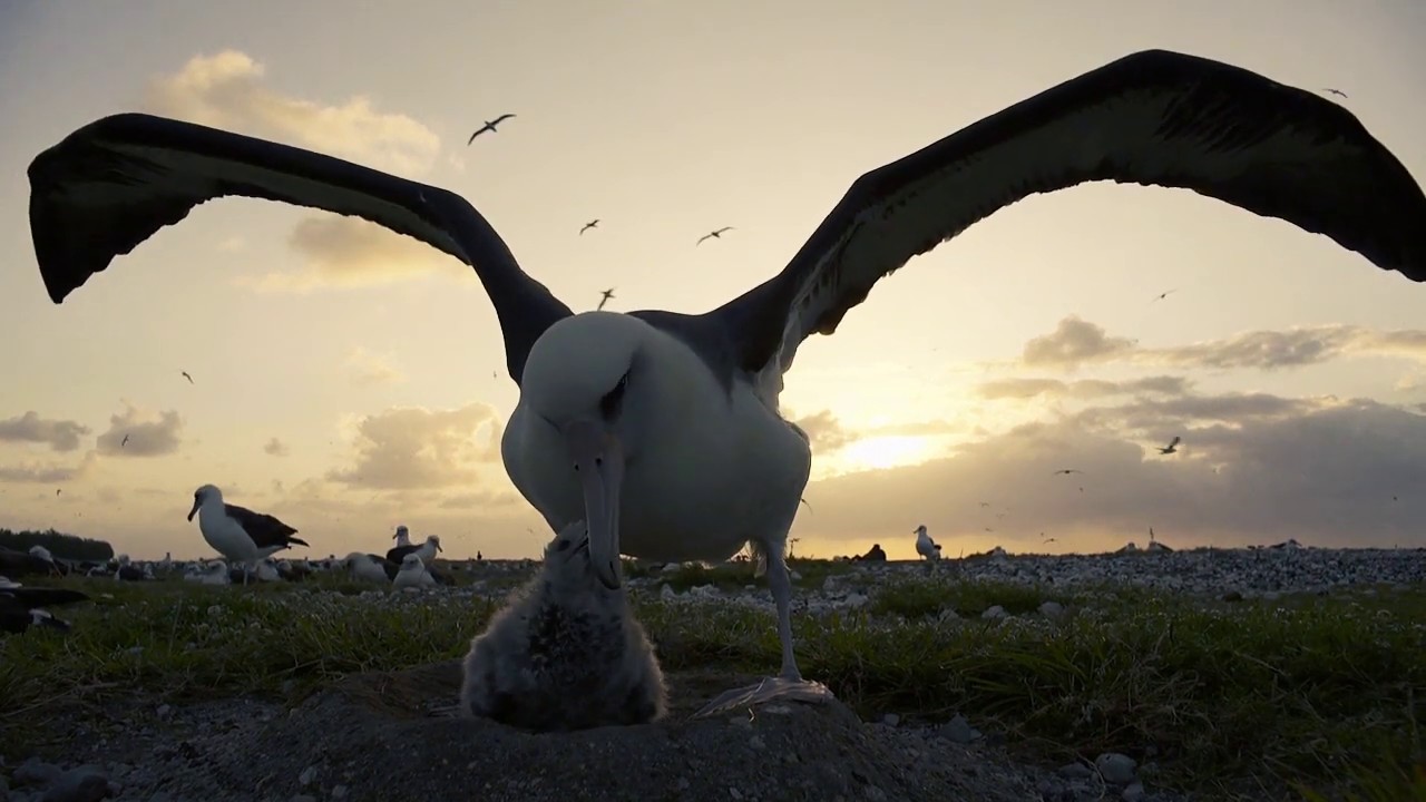 Albatrosses on Midway Island - The Hatching