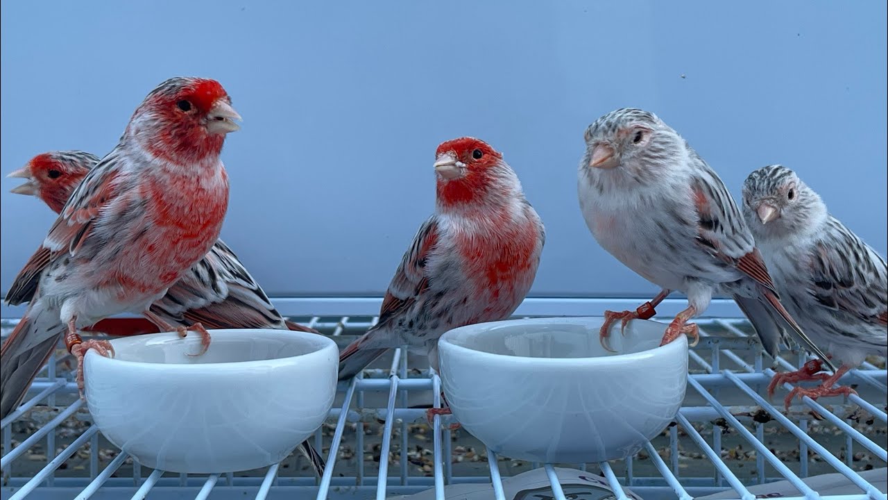 Aula 26: CANÁRIO ÁGATA TOPÁZIO VERMELHO MOSAICO - veja como montar os casais