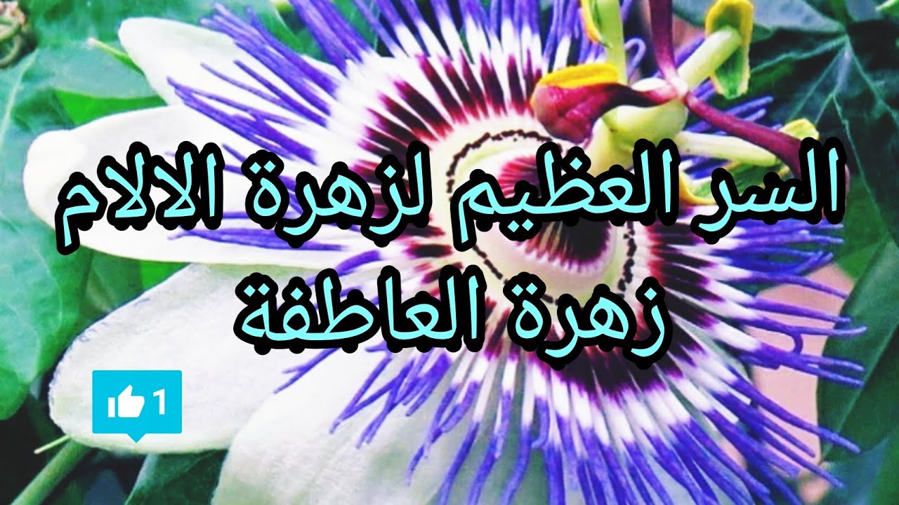 السر العظيم لزهرة الالام. او العاطفة